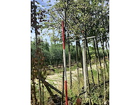 Groene sierappel - sierboom - afbeelding 2 van  3