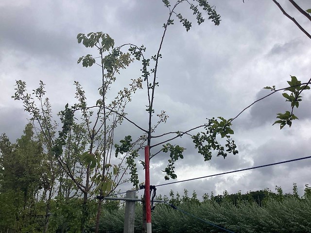 Groene sierappel - sierboom - afbeelding 2 van  2