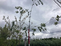 Groene sierappel - sierboom - afbeelding 2 van  2