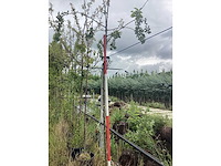 Groene sierappel - sierboom - afbeelding 1 van  2