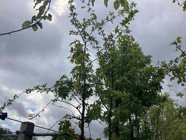 Groene sierappel - sierboom - afbeelding 1 van  2