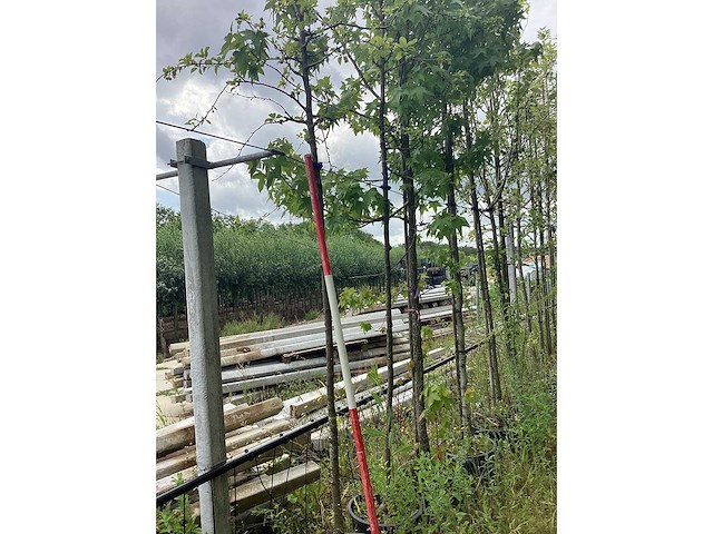 Groene sierappel - sierboom - afbeelding 2 van  2