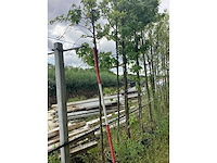Groene sierappel - sierboom - afbeelding 2 van  2