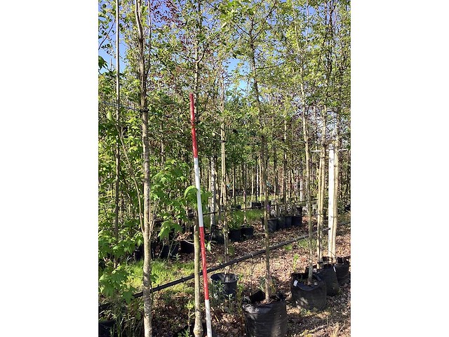 Groene sierappel - vrucht- / fruitboom - afbeelding 2 van  2