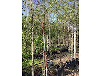 Groene sierappel - vrucht- / fruitboom - afbeelding 2 van  2