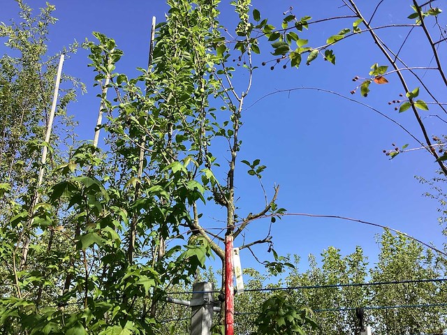 Groene sierappel - vrucht- / fruitboom - afbeelding 1 van  2