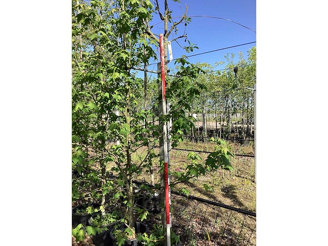 Groene sierappel - vrucht- / fruitboom - afbeelding 2 van  2