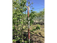 Groene sierappel - vrucht- / fruitboom - afbeelding 2 van  2