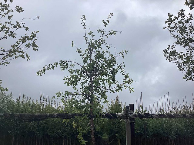 Groene sierappel - vrucht- / fruitboom - afbeelding 1 van  2