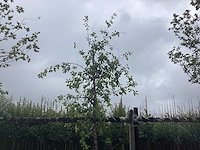 Groene sierappel - vrucht- / fruitboom - afbeelding 1 van  2