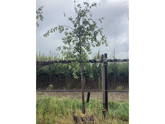 Groene sierappel - vrucht- / fruitboom - afbeelding 2 van  2