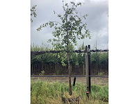Groene sierappel - vrucht- / fruitboom - afbeelding 2 van  2