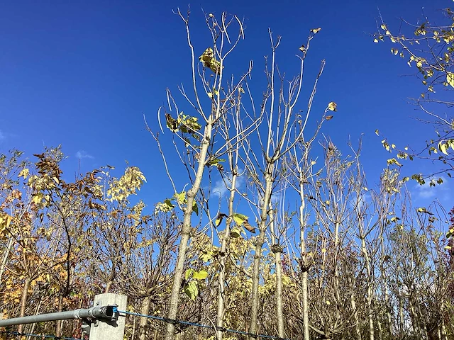 Groene trompetboom - laanboom - afbeelding 1 van  2