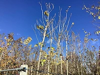Groene trompetboom - laanboom