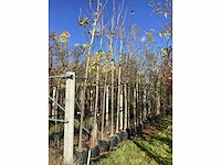 Groene trompetboom - laanboom