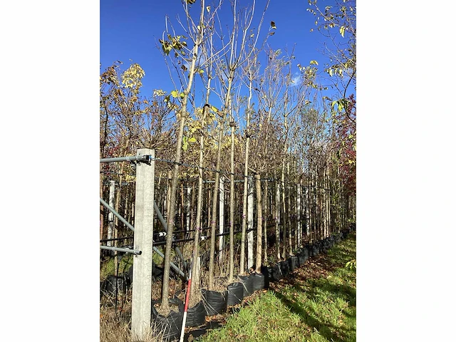 Groene trompetboom - laanboom - afbeelding 1 van  1