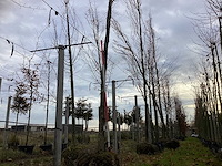 Groene zuilbeuk - laanboom (2x) - afbeelding 1 van  3