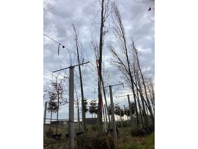 Groene zuilbeuk - laanboom (2x) - afbeelding 2 van  3