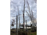 Groene zuilbeuk - laanboom (2x) - afbeelding 2 van  3