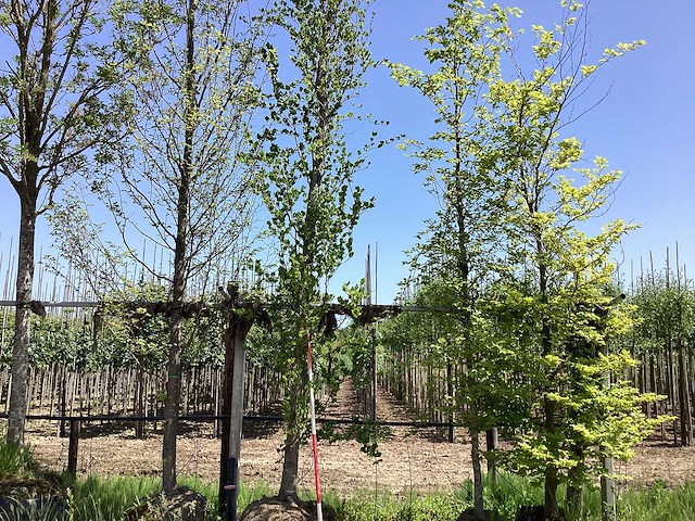 Groene zuilbeuk - laanboom - afbeelding 1 van  2
