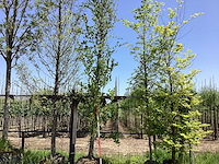 Groene zuilbeuk - laanboom - afbeelding 1 van  2