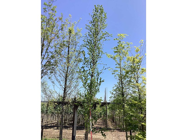 Groene zuilbeuk - laanboom - afbeelding 2 van  2