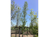 Groene zuilbeuk - laanboom - afbeelding 2 van  2