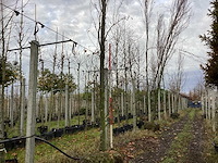 Groene zuilbeuk - parkboom (2x) - afbeelding 1 van  3