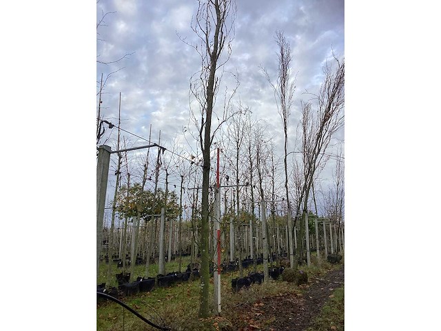 Groene zuilbeuk - parkboom (2x) - afbeelding 2 van  3