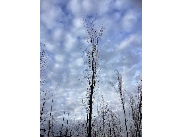 Groene zuilbeuk - parkboom (2x) - afbeelding 3 van  3