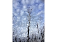 Groene zuilbeuk - parkboom (2x) - afbeelding 3 van  3