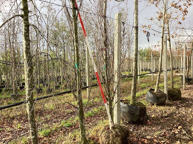 Groene zuilbeuk - parkboom (2x) - afbeelding 1 van  3