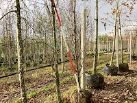 Groene zuilbeuk - parkboom (2x) - afbeelding 1 van  3