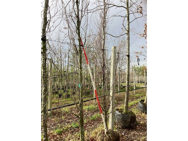 Groene zuilbeuk - parkboom (2x) - afbeelding 2 van  3