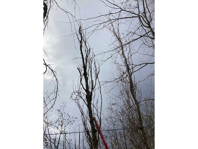 Groene zuilbeuk - parkboom (2x) - afbeelding 3 van  3