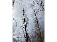 Groene zuilbeuk - parkboom (2x) - afbeelding 3 van  3