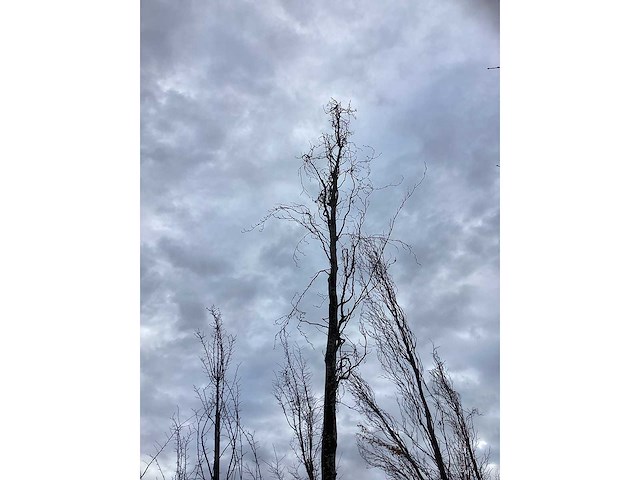 Groene zuilbeuk - parkboom - afbeelding 3 van  3