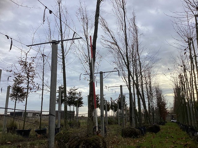 Groene zuilbeuk - sierboom - afbeelding 1 van  3