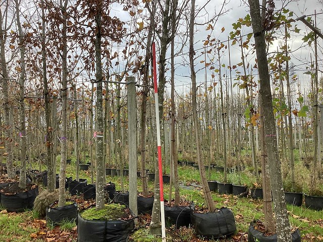 Groene zuilbeuk - sierboom - afbeelding 1 van  3
