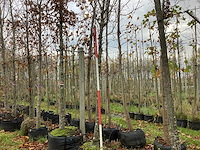 Groene zuilbeuk - sierboom - afbeelding 1 van  3