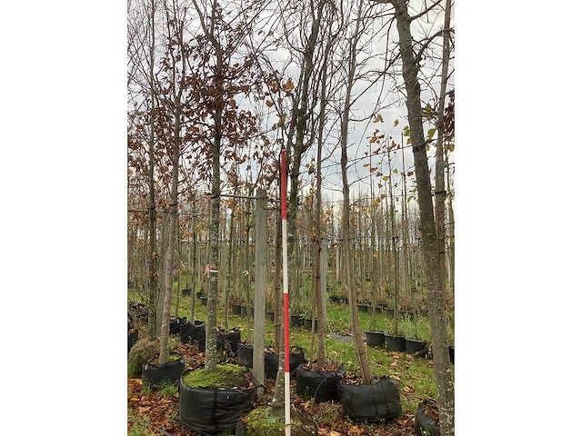 Groene zuilbeuk - sierboom - afbeelding 2 van  3