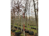 Groene zuilbeuk - sierboom - afbeelding 2 van  3