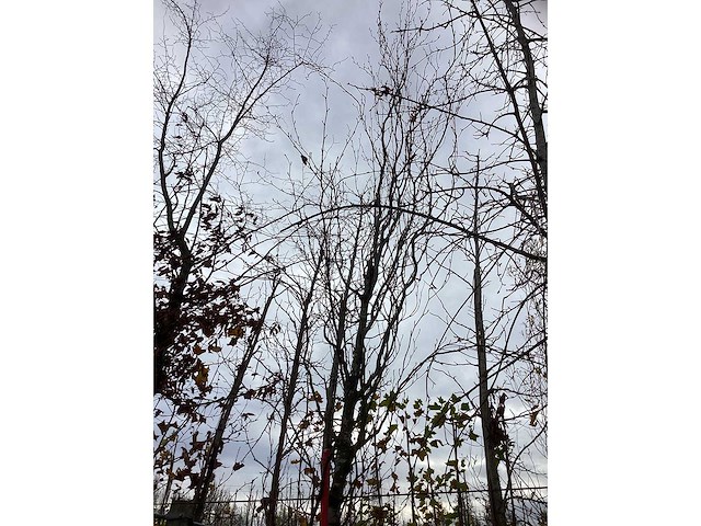 Groene zuilbeuk - sierboom - afbeelding 3 van  3