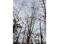 Groene zuilbeuk - sierboom - afbeelding 3 van  3