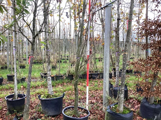 Groene zuilbeuk - sierboom - afbeelding 1 van  3