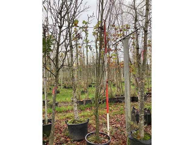 Groene zuilbeuk - sierboom - afbeelding 2 van  3