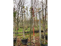Groene zuilbeuk - sierboom - afbeelding 2 van  3