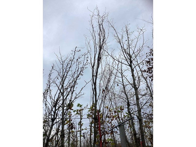 Groene zuilbeuk - sierboom - afbeelding 3 van  3