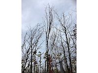 Groene zuilbeuk - sierboom - afbeelding 3 van  3