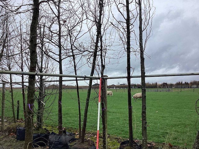 Groene zuilbeuk - vormbomen - afbeelding 1 van  2